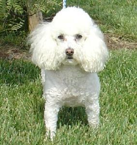 https://images.dog.ceo/breeds/poodle-miniature/n02113712_628.jpg