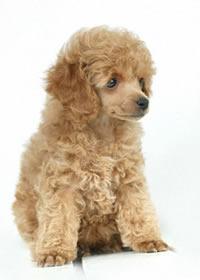 https://images.dog.ceo/breeds/poodle-miniature/n02113712_6697.jpg