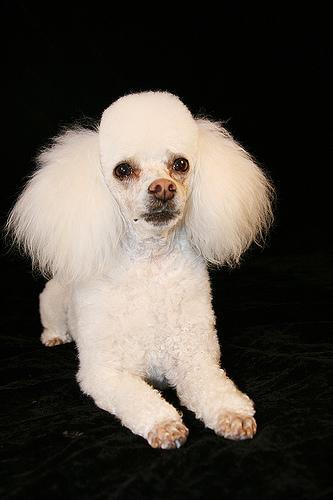 https://images.dog.ceo/breeds/poodle-miniature/n02113712_7666.jpg