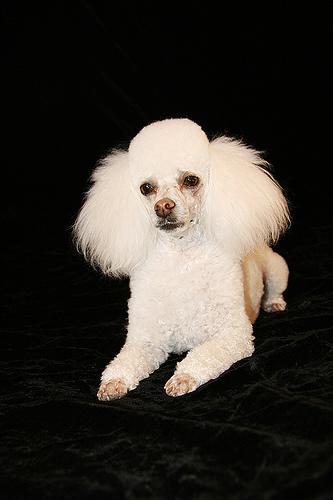 https://images.dog.ceo/breeds/poodle-miniature/n02113712_8177.jpg