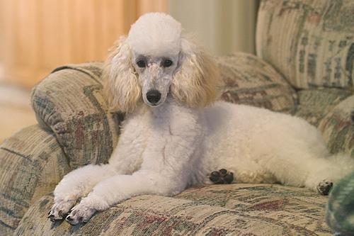 https://images.dog.ceo/breeds/poodle-miniature/n02113712_8595.jpg