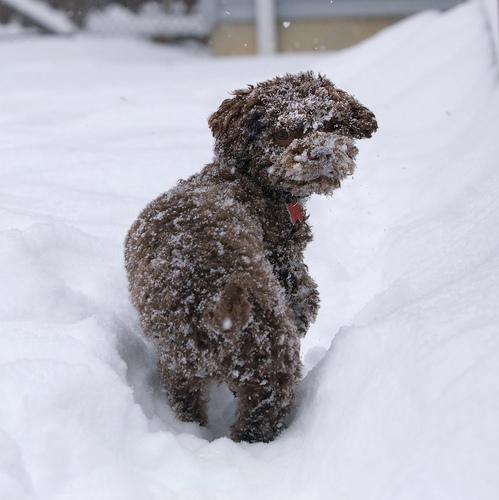 https://images.dog.ceo/breeds/poodle-miniature/n02113712_8655.jpg