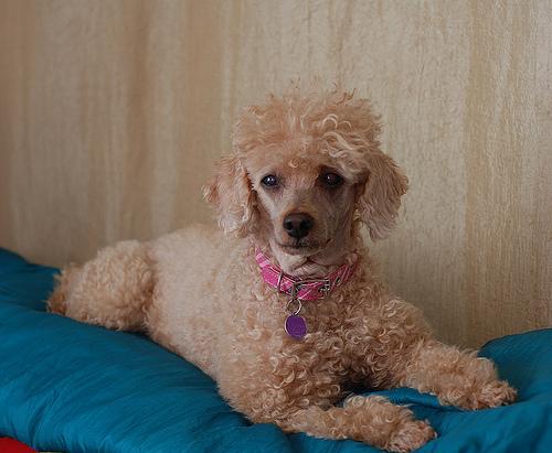 https://images.dog.ceo/breeds/poodle-miniature/n02113712_8708.jpg