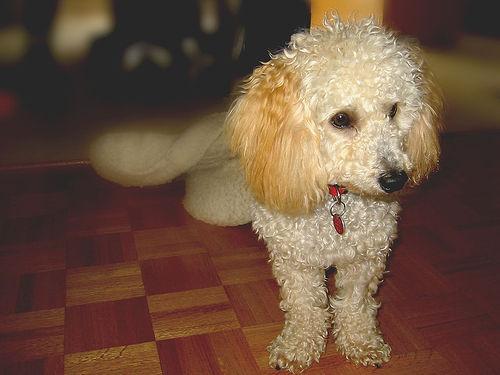 https://images.dog.ceo/breeds/poodle-miniature/n02113712_885.jpg