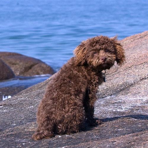 https://images.dog.ceo/breeds/poodle-miniature/n02113712_9013.jpg