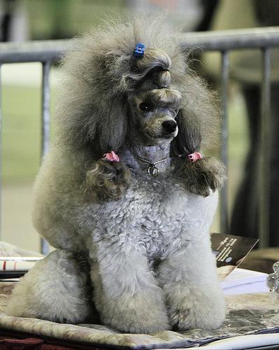 https://images.dog.ceo/breeds/poodle-miniature/n02113712_9159.jpg