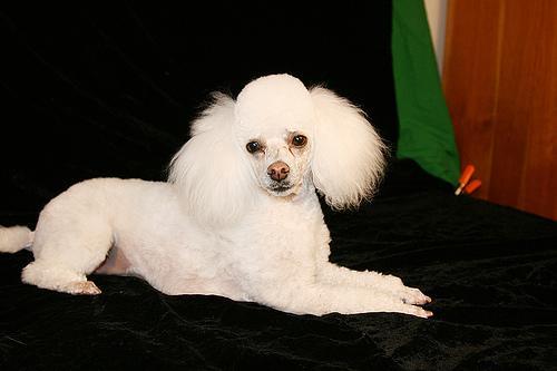 https://images.dog.ceo/breeds/poodle-miniature/n02113712_9278.jpg