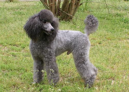 https://images.dog.ceo/breeds/poodle-miniature/n02113712_9573.jpg