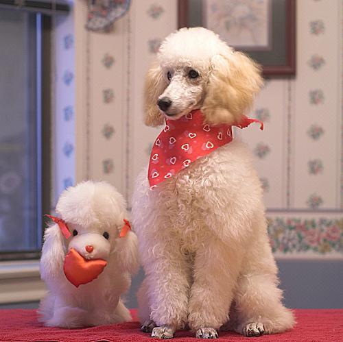 https://images.dog.ceo/breeds/poodle-miniature/n02113712_9629.jpg