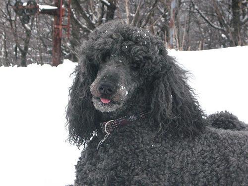 https://images.dog.ceo/breeds/poodle-standard/n02113799_1057.jpg