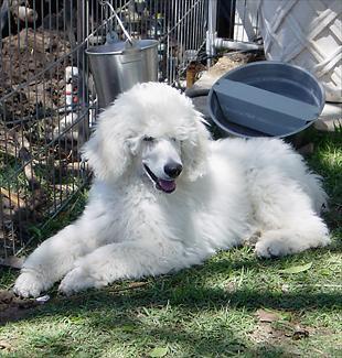 https://images.dog.ceo/breeds/poodle-standard/n02113799_1121.jpg