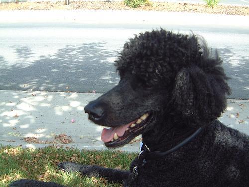 https://images.dog.ceo/breeds/poodle-standard/n02113799_1144.jpg