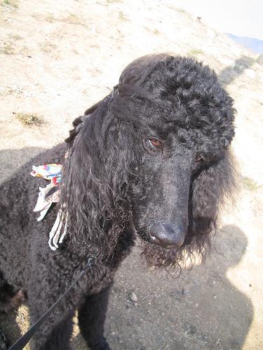 https://images.dog.ceo/breeds/poodle-standard/n02113799_1155.jpg