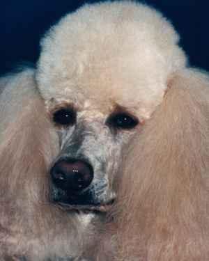 https://images.dog.ceo/breeds/poodle-standard/n02113799_1207.jpg