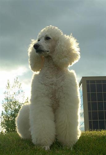 https://images.dog.ceo/breeds/poodle-standard/n02113799_1444.jpg