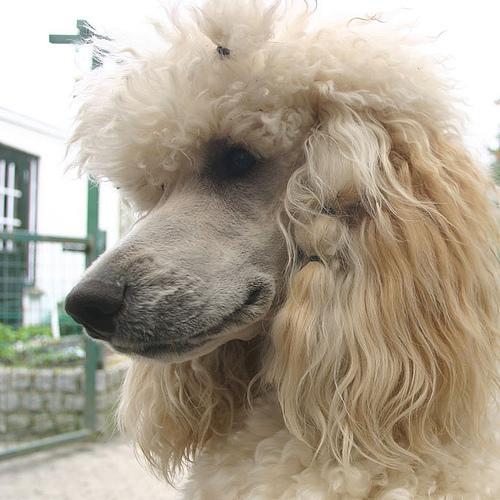 https://images.dog.ceo/breeds/poodle-standard/n02113799_1518.jpg