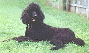 https://images.dog.ceo/breeds/poodle-standard/n02113799_153.jpg