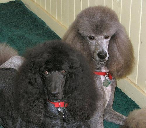 https://images.dog.ceo/breeds/poodle-standard/n02113799_1536.jpg