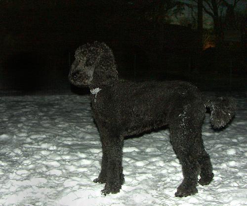 https://images.dog.ceo/breeds/poodle-standard/n02113799_1537.jpg