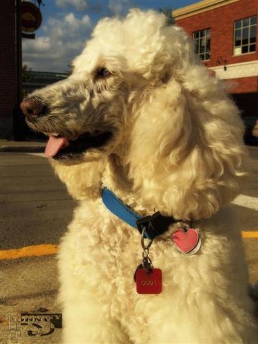 https://images.dog.ceo/breeds/poodle-standard/n02113799_1646.jpg