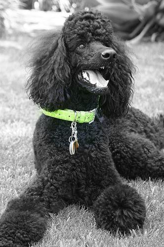 https://images.dog.ceo/breeds/poodle-standard/n02113799_1696.jpg