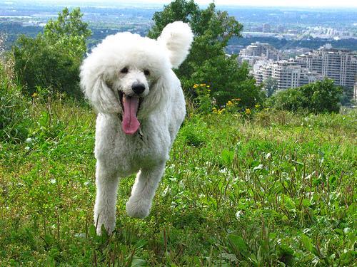 https://images.dog.ceo/breeds/poodle-standard/n02113799_1727.jpg