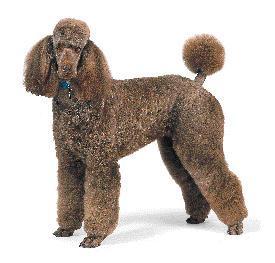 https://images.dog.ceo/breeds/poodle-standard/n02113799_1864.jpg