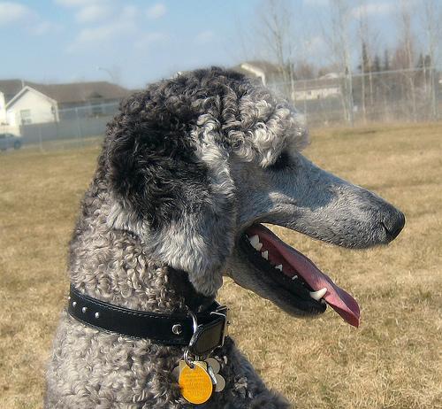 https://images.dog.ceo/breeds/poodle-standard/n02113799_1906.jpg