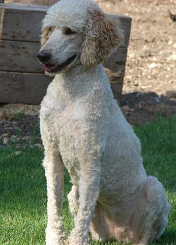 https://images.dog.ceo/breeds/poodle-standard/n02113799_2017.jpg