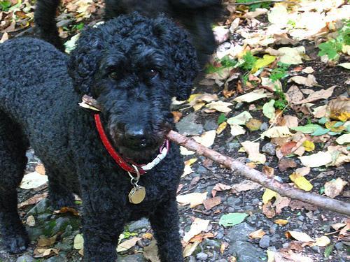 https://images.dog.ceo/breeds/poodle-standard/n02113799_2037.jpg