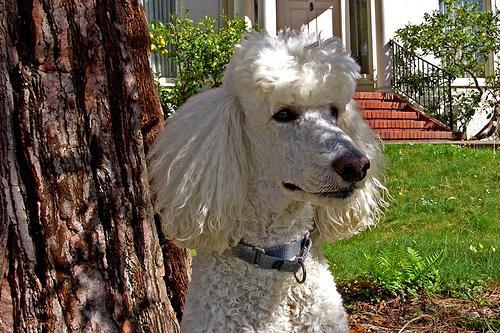 https://images.dog.ceo/breeds/poodle-standard/n02113799_204.jpg