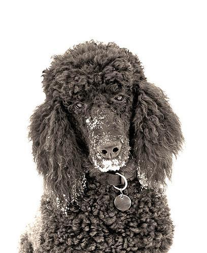 https://images.dog.ceo/breeds/poodle-standard/n02113799_2043.jpg