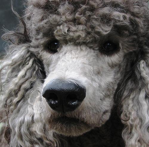 https://images.dog.ceo/breeds/poodle-standard/n02113799_2187.jpg