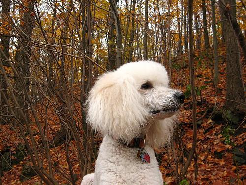 https://images.dog.ceo/breeds/poodle-standard/n02113799_2291.jpg