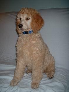 https://images.dog.ceo/breeds/poodle-standard/n02113799_2325.jpg