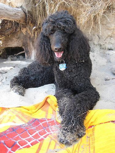 https://images.dog.ceo/breeds/poodle-standard/n02113799_2333.jpg