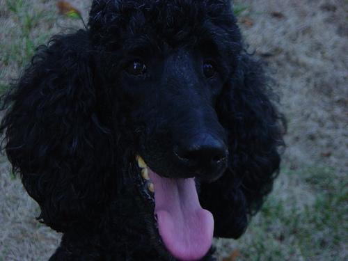 https://images.dog.ceo/breeds/poodle-standard/n02113799_2426.jpg