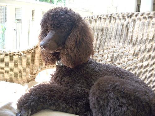 https://images.dog.ceo/breeds/poodle-standard/n02113799_2504.jpg