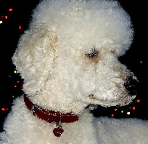 https://images.dog.ceo/breeds/poodle-standard/n02113799_253.jpg