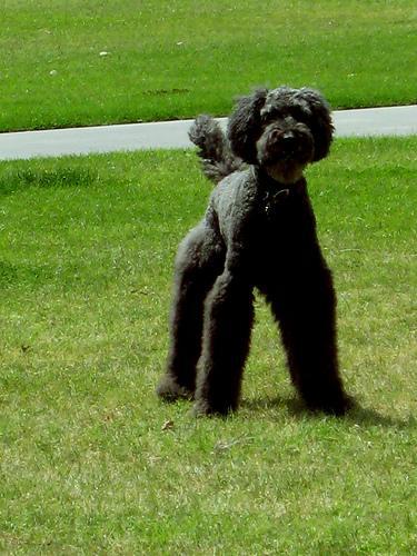 https://images.dog.ceo/breeds/poodle-standard/n02113799_2648.jpg