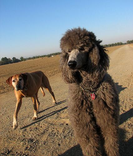 https://images.dog.ceo/breeds/poodle-standard/n02113799_2650.jpg