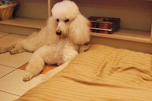 https://images.dog.ceo/breeds/poodle-standard/n02113799_273.jpg