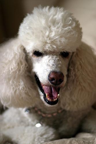 https://images.dog.ceo/breeds/poodle-standard/n02113799_2814.jpg