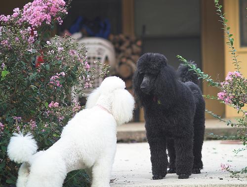 https://images.dog.ceo/breeds/poodle-standard/n02113799_2932.jpg