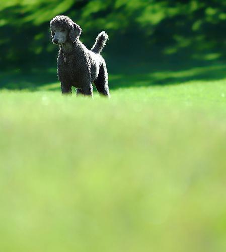 https://images.dog.ceo/breeds/poodle-standard/n02113799_298.jpg