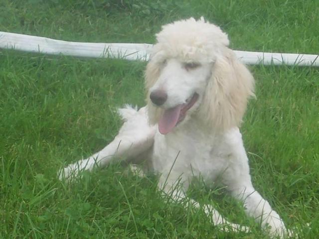 https://images.dog.ceo/breeds/poodle-standard/n02113799_300.jpg