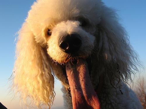 https://images.dog.ceo/breeds/poodle-standard/n02113799_3054.jpg