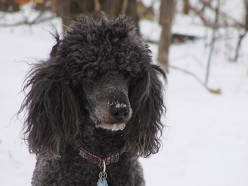 https://images.dog.ceo/breeds/poodle-standard/n02113799_3278.jpg