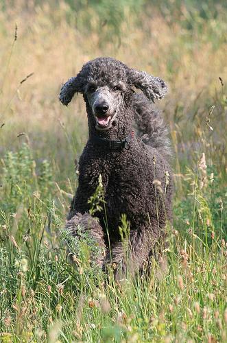 https://images.dog.ceo/breeds/poodle-standard/n02113799_336.jpg