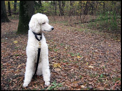 https://images.dog.ceo/breeds/poodle-standard/n02113799_3945.jpg